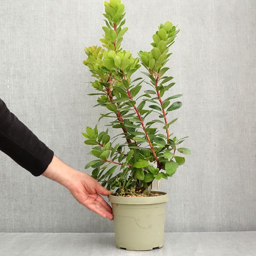 Exemplaar van Arbutus unedo Peace and Love - Aardbeiboom Pot van 3 l/4 l zoals geleverd in de herfst