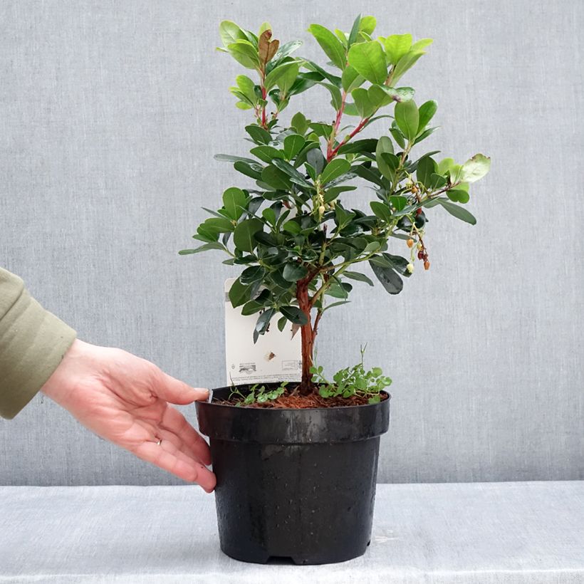 Example of Arbutus unedo Peace and Love - Arbousier Pot van 3 l/4 l as you get in hiver