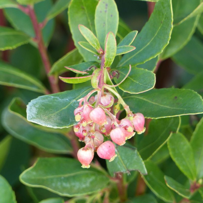 Arbutus unedo Roselily - Aardbeiboom (Flowering)