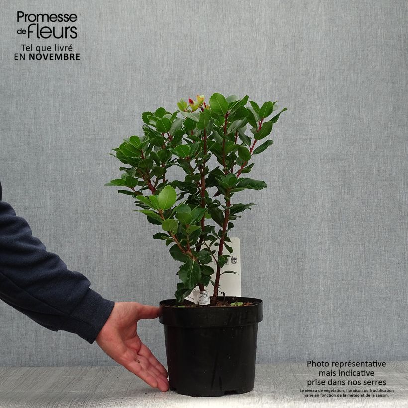 Exemplaar van Arbutus unedo Rubra - Aardbeiboom Pot van 3 l/4 l zoals geleverd in de herfst