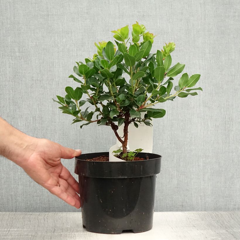 Exemplaar van Arbutus unedo Rubra - Aardbeiboom Pot van 3 l/4 l zoals geleverd in de zomer
