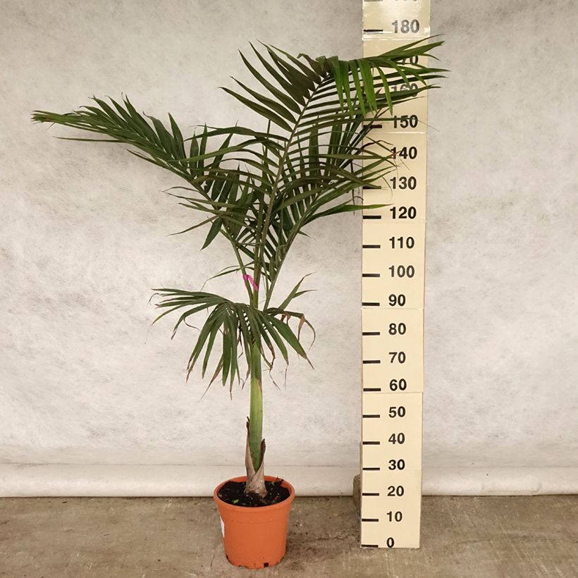 Exemplaar van Archontophoenix alexandrae - Palmier royal d'Alexandra Pot de 7,5L/10L zoals geleverd in de zomer