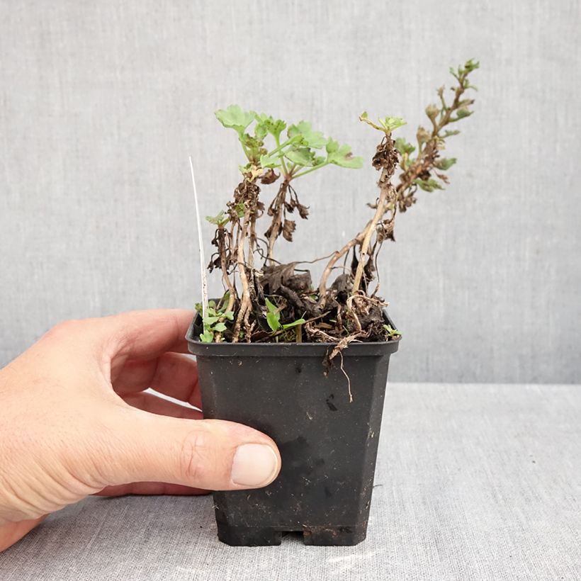 Exemplaar van Arctanthemum arcticum - Groenlandmargriet Kweekpotje van 8/9 cm zoals geleverd in de herfst