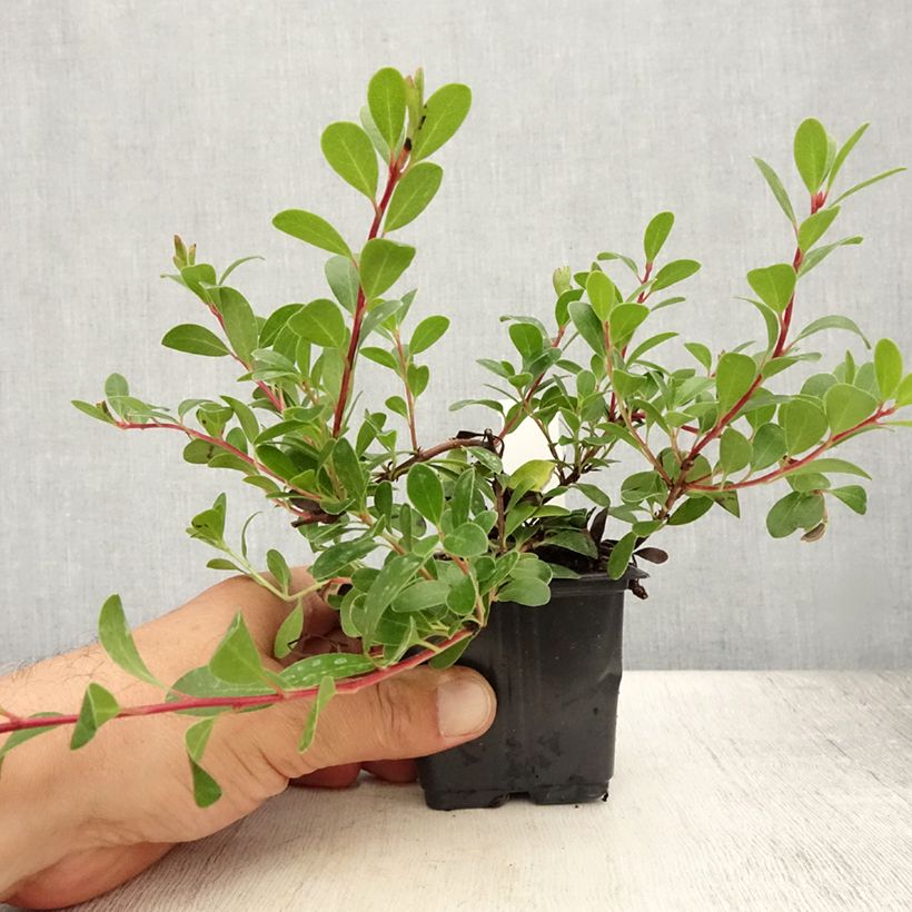 Exemplaar van Arctostaphylos uva-ursi - Berendruif Kweekpotje van 8/9 cm zoals geleverd in de zomer