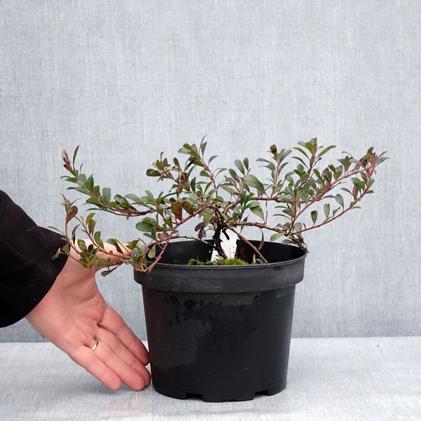 Example of Arctostaphylos uva-ursi - Raisin d'ours Pot van 3 l/4 l as you get in hiver