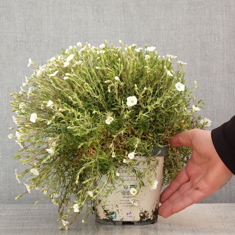 Exemplaar van Arenaria montana - Zandkruid Pot van 2 l/3 l zoals geleverd in de lente