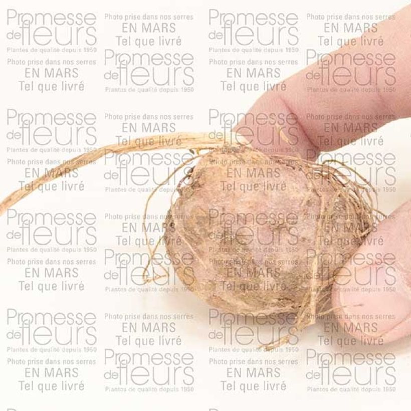 Voorbeeld van een exemplaar van Arisaema candidissimum - Jan-op-de-preekstoel Bol zoals geleverd