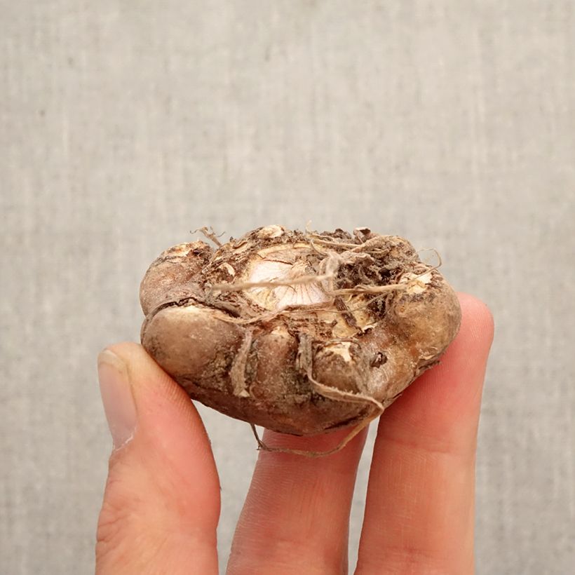 Exemplaar van Arisaema candidissimum - Jan-op-de-preekstoel Bol zoals geleverd in de lente