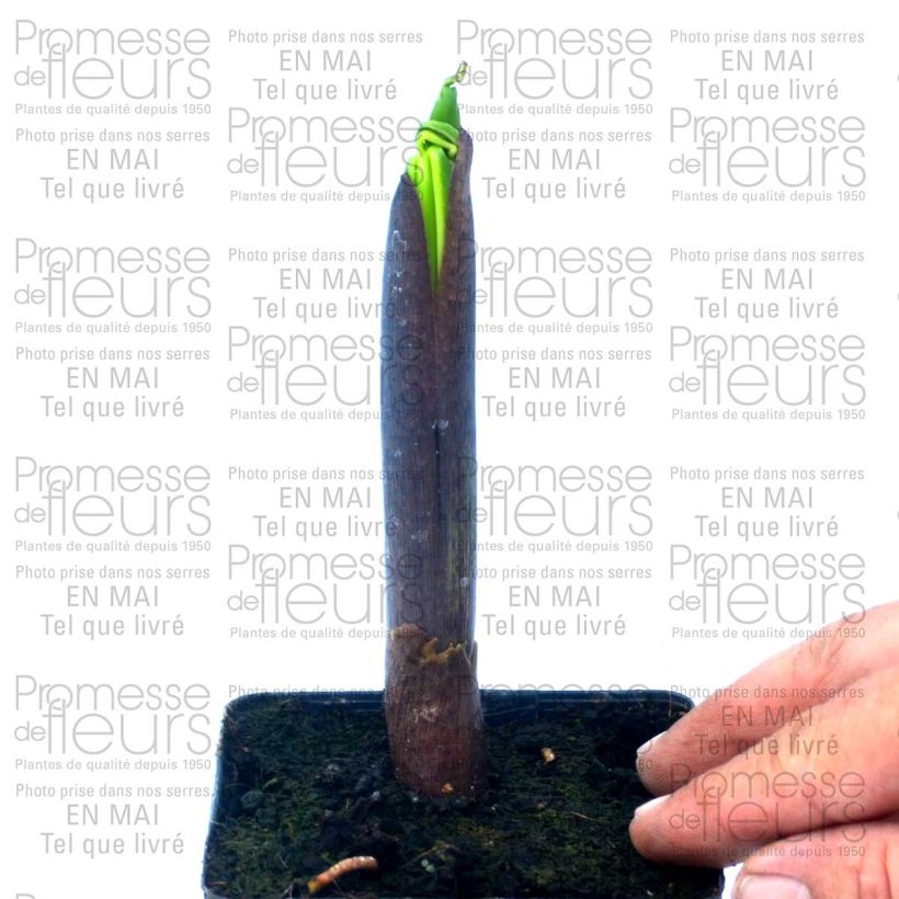 Voorbeeld van een exemplaar van Arisaema ciliatum - Cobralelie Pot van 2 l/3 l zoals geleverd
