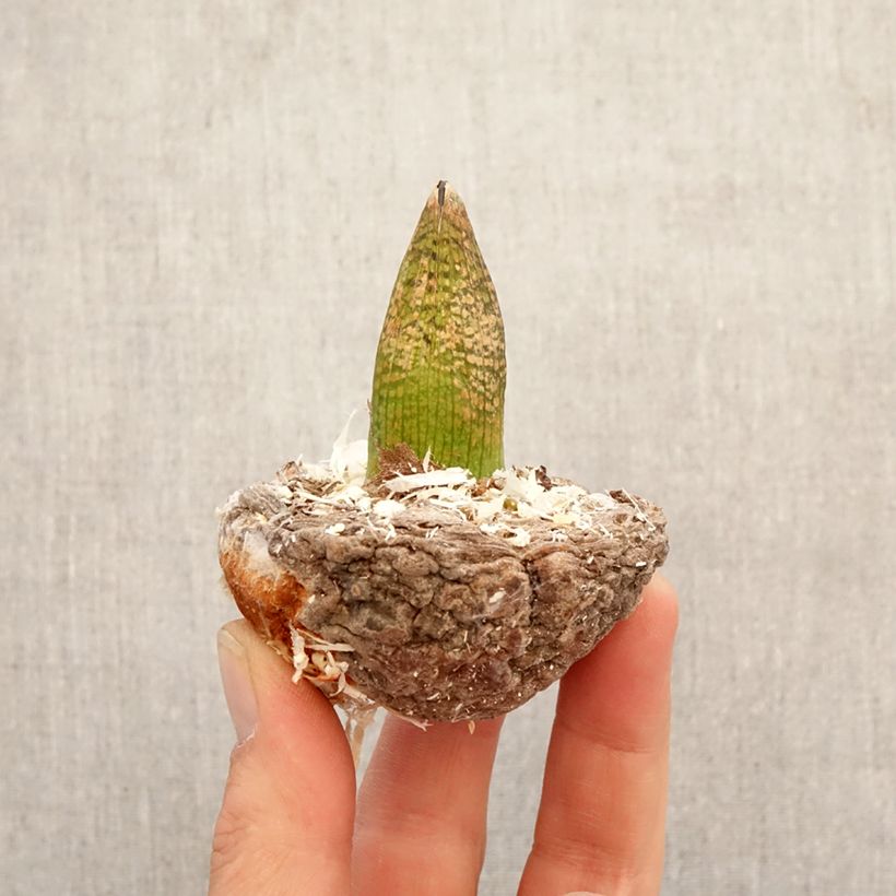 Exemplaar van Arisaema griffithii - Cobralelie Bol zoals geleverd in de lente