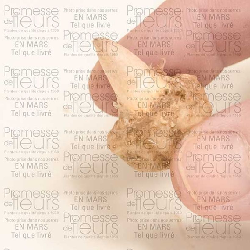 Voorbeeld van een exemplaar van Arisaema sikokianum - Cobralelie Bol zoals geleverd