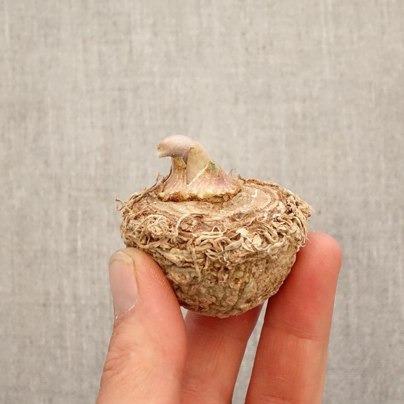 Exemplaar van Arisaema sikokianum - Cobralelie Bol zoals geleverd in de lente