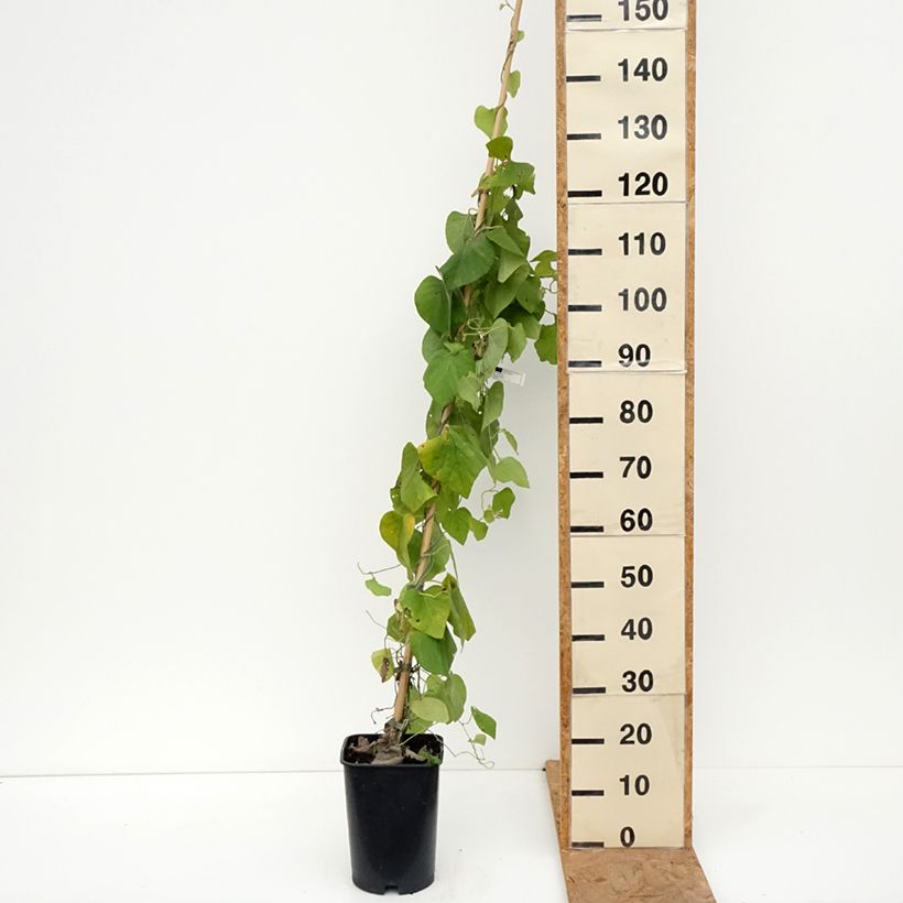 Exemplaar van Aristolochia macrophylla - Grote pijpbloem Pot van 6 l/7 l zoals geleverd in de herfst