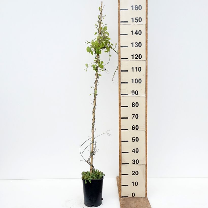 Exemplaar van Aristolochia macrophylla - Grote pijpbloem Pot van 6 l/7 l zoals geleverd in de lente