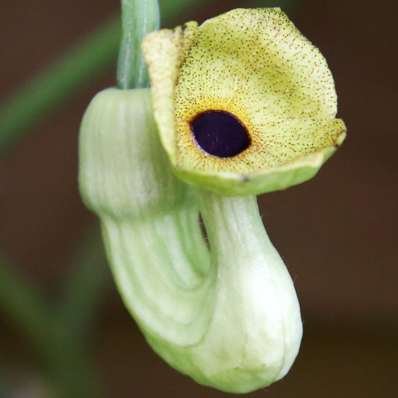 Aristolochia macrophylla - Grote pijpbloem (Bloei)
