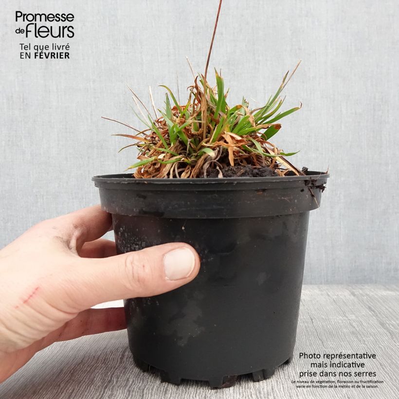 Example of Armeria pseudarmeria Ballerina Lilac - Gazon d'Espagne Pot van 2 l/3 l as you get in hiver