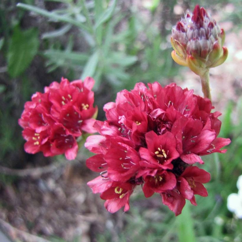 Armeria pseudarmeria Ballerina Red - Engels gras (Flowering)