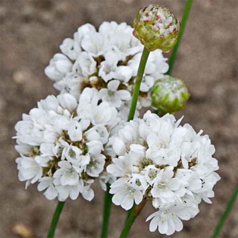 Armeria pseudarmeria Ballerina White - Engels gras wit (Flowering)