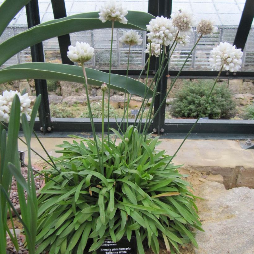 Armeria pseudarmeria Ballerina White - Engels gras wit (Plant habit)