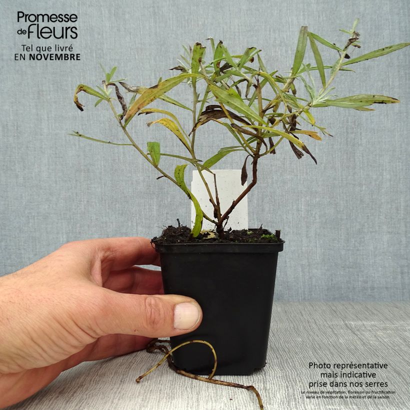 Exemplaar van Artemisia ludoviciana Silver Queen - Westerse bijvoet Kweekpotje van 8/9 cm zoals geleverd in de herfst