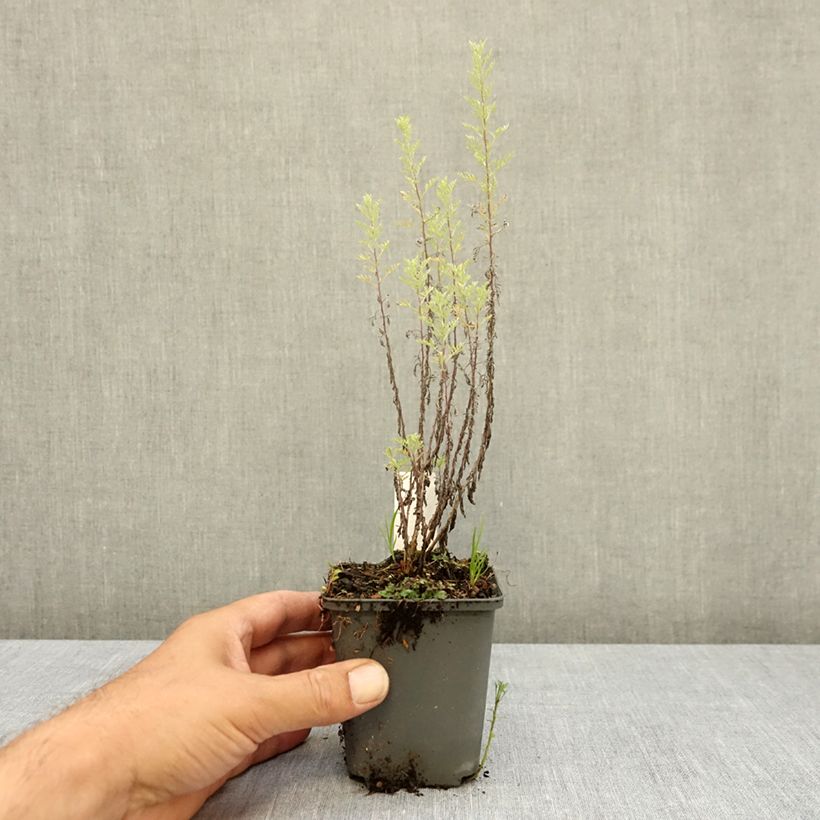 Exemplaar van Artemisia pontica - Romeinse alant Kweekpotje van 8/9 cm zoals geleverd in de zomer