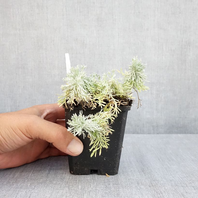 Exemplaar van Artemisia schmidtiana Nana - Alsem Kweekpotje van 8/9 cm zoals geleverd in de zomer