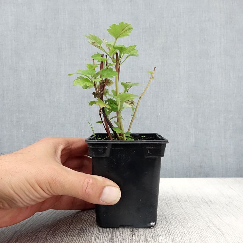 Exemplaar van Bijvoet BIO - Artemisia vulgaris Kweekpotje van 7/8 cm zoals geleverd in de herfst