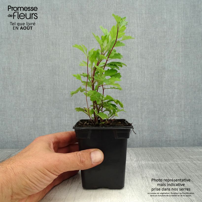Exemplaar van Bijvoet BIO - Artemisia vulgaris Kweekpotje van 7/8 cm zoals geleverd in de zomer