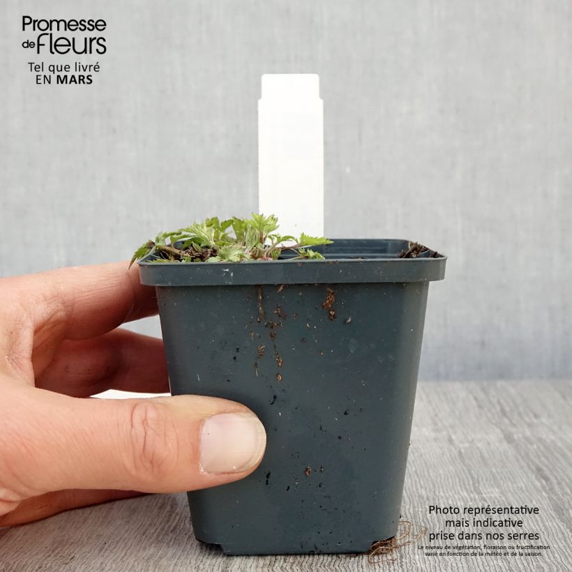 Exemplaar van Artemisia lactiflora Jim Russel - Witte bijvoet Kweekpotje van 8/9 cm zoals geleverd in de lente