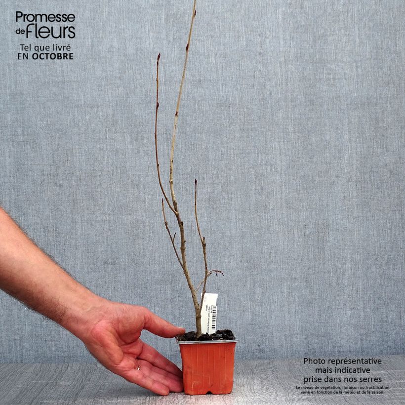 Exemplaar van Aronia arbutifolia Brilliant - Appelbes Kweekpotje van 8/9 cm zoals geleverd in de herfst