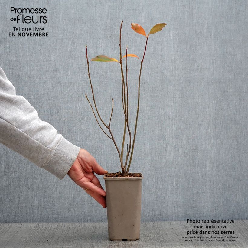 Exemplaar van Appelbes Lowberry Little Helpers - Aronia Pot van 1,5 l/2 l zoals geleverd in de herfst