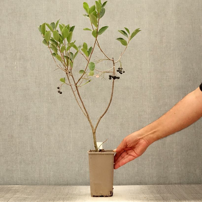 Exemplaar van Appelbes Lowberry Little Helpers - Aronia Pot van 1,5 l/2 l zoals geleverd in de zomer