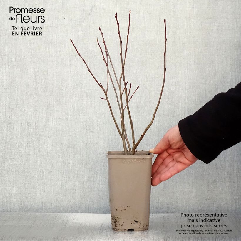 Exemplaar van Appelbes Lowberry Little Helpers - Aronia Pot van 1,5 l/2 l zoals geleverd in de winter