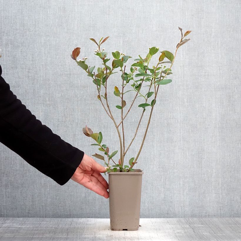 Exemplaar van Appelbes Lowberry Little Helpers - Aronia Pot van 1,5 l/2 l zoals geleverd in de lente