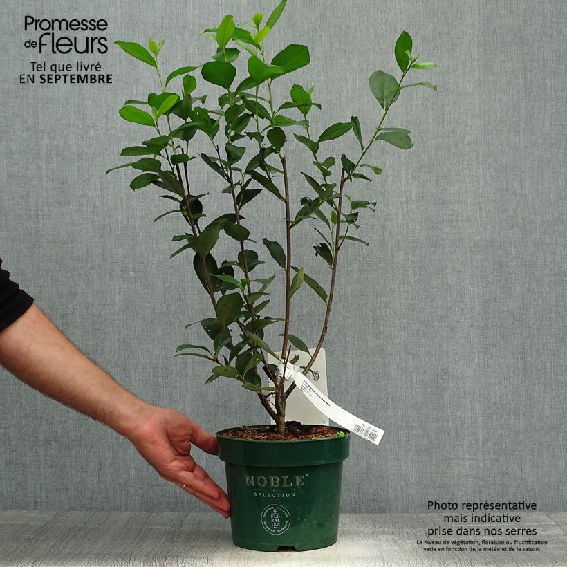 Exemplaar van Aronia melanocarpa Autumn Magic - Zwarte appelbes Pot van 2 l/3 l zoals geleverd in de herfst