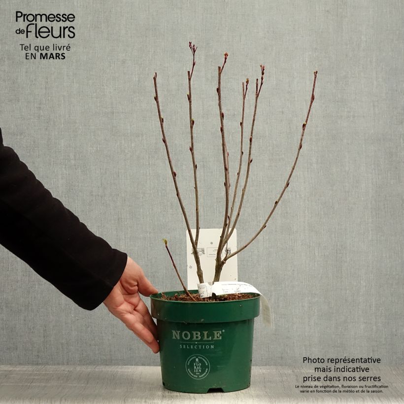 Exemplaar van Aronia melanocarpa Autumn Magic - Zwarte appelbes Pot van 2 l/3 l zoals geleverd in de lente