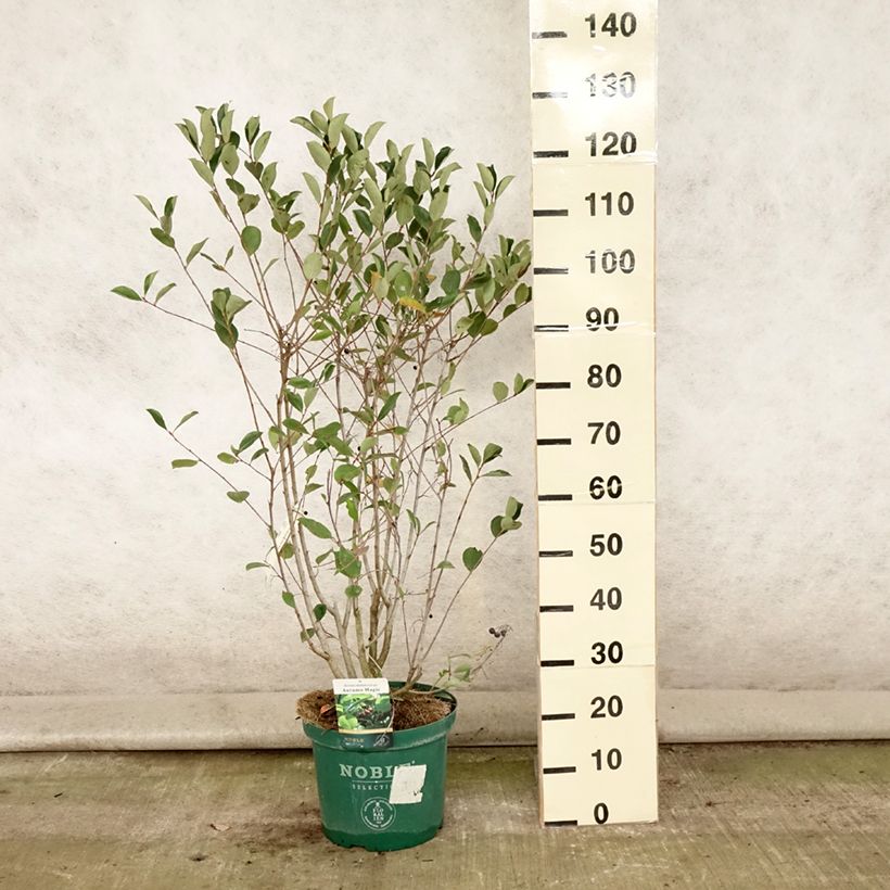 Exemplaar van Aronia melanocarpa Autumn Magic - Zwarte appelbes Pot van 7,5 l/10 l zoals geleverd in de zomer