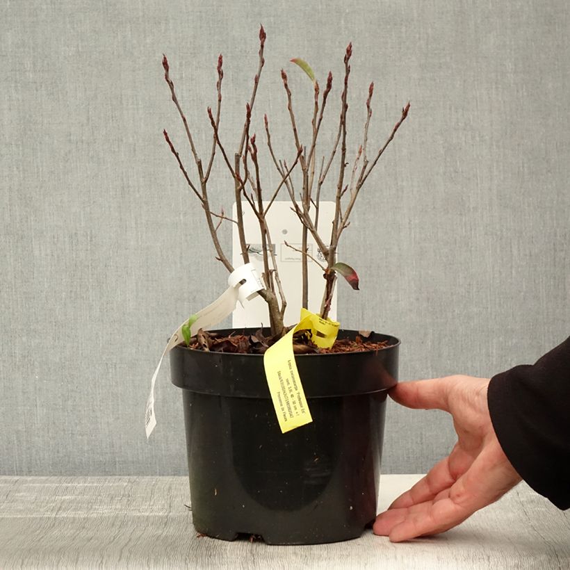 Exemplaar van Aronia melanocarpa Professor Ed - Zwarte appelbes Pot van 2 l/3 l zoals geleverd in de herfst
