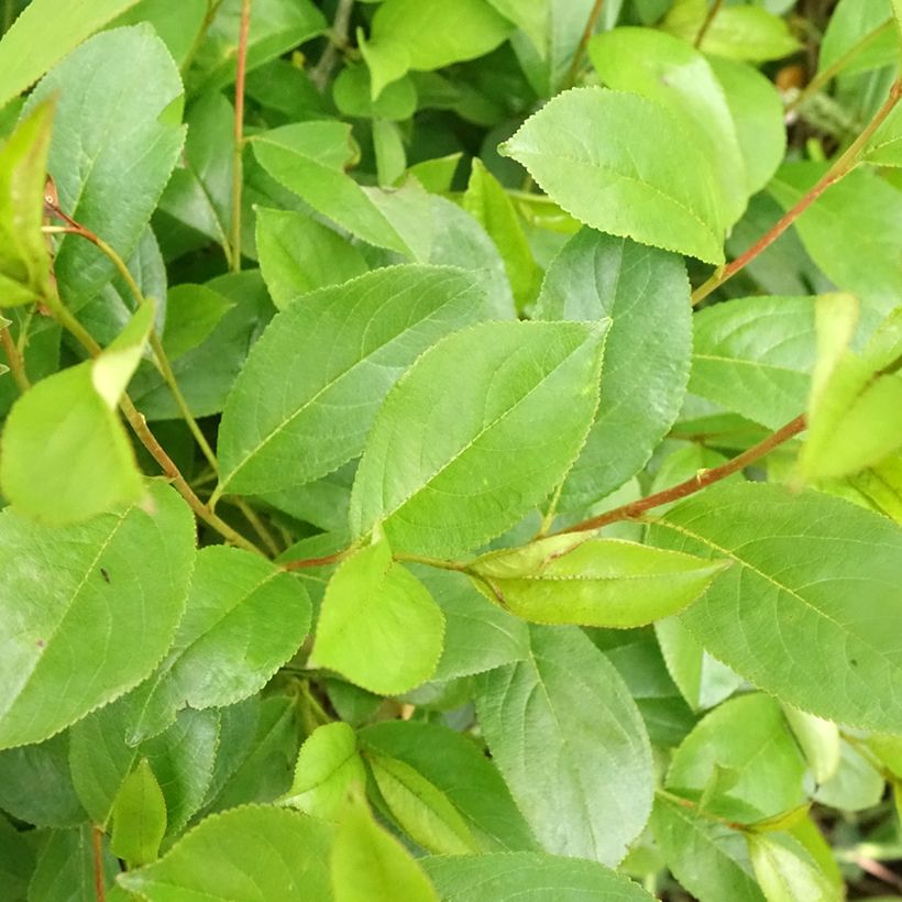Aronia melanocarpa Professor Ed - Zwarte appelbes (Blad)