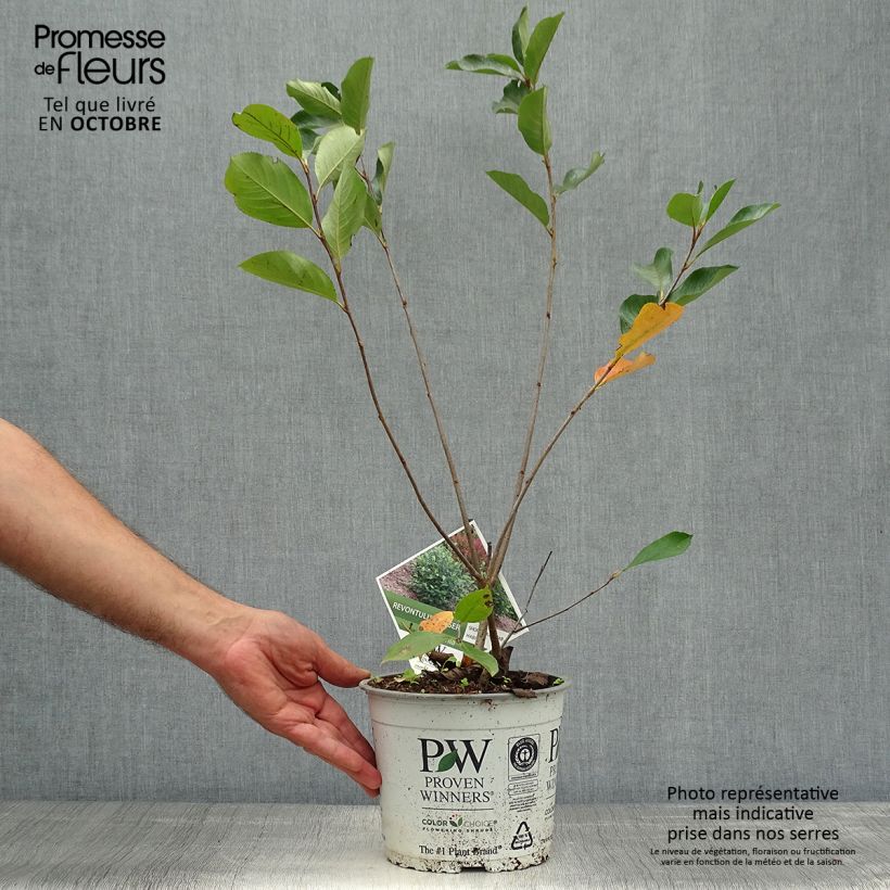 Exemplaar van Aronia melanocarpa Revontuli Hedger - Zwarte appelbes Pot van 3 l/4 l zoals geleverd in de herfst