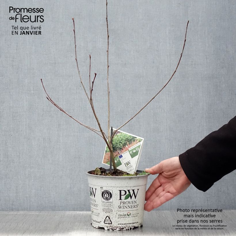 Example of Aronia melanocarpa Revontuli Hedger - Aronie à fruits noirs Pot van 3 l/4 l as you get in hiver