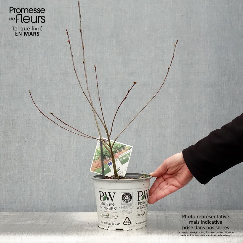 Exemplaar van Aronia melanocarpa Revontuli Hedger - Zwarte appelbes Pot van 3 l/4 l zoals geleverd in de lente