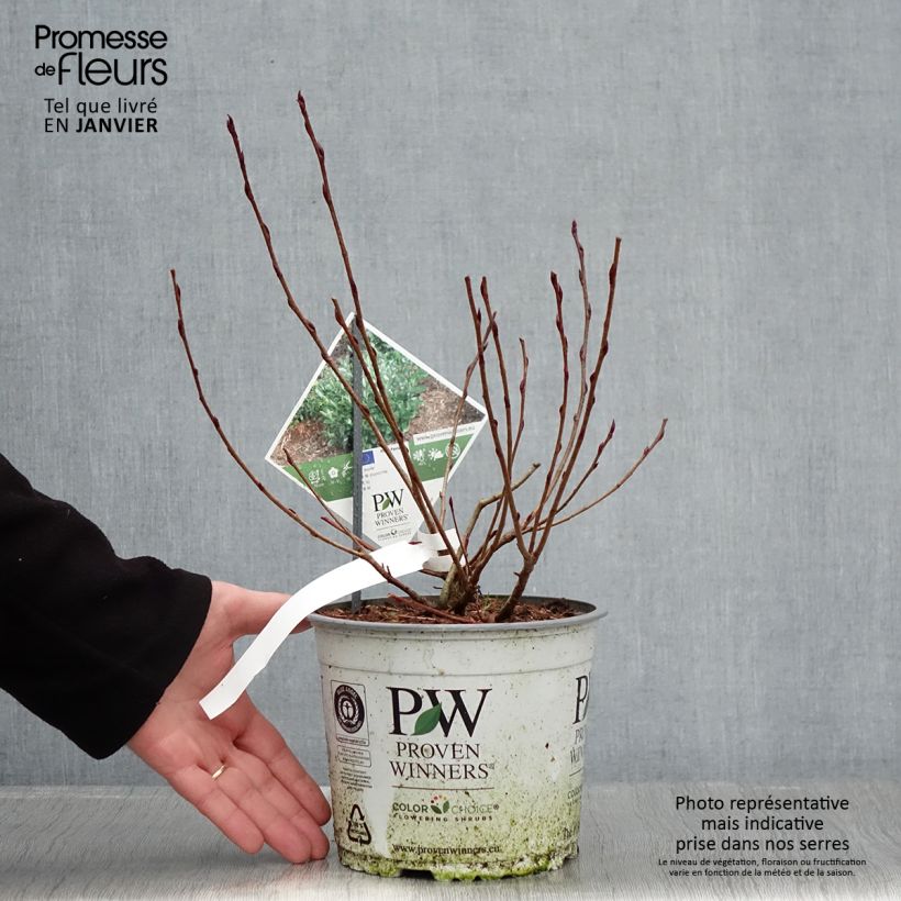 Example of Aronia melanocarpa Revontuli Mound - Aronie à fruits noirs Pot van 3 l/4 l as you get in hiver