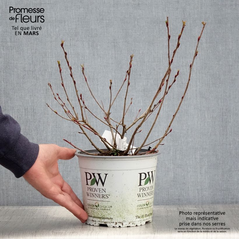 Exemplaar van Aronia melanocarpa Revontuli Mound - Zwarte appelbes Pot van 3 l/4 l zoals geleverd in de lente