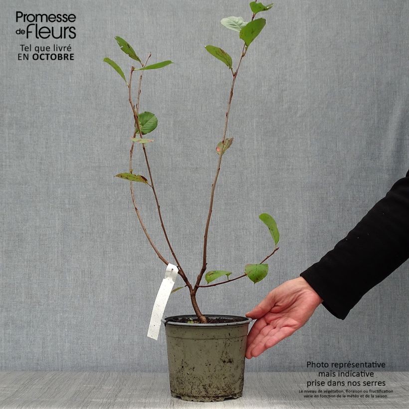 Exemplaar van Appelbes Nero - Aronia Pot van 1,5 l/2 l zoals geleverd in de herfst
