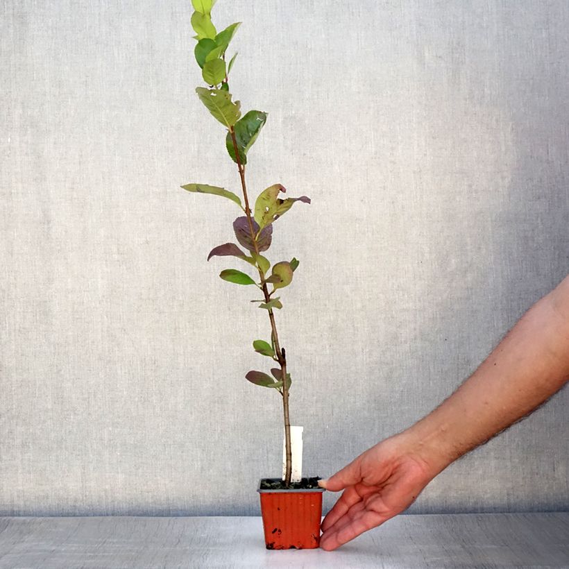 Exemplaar van Aronia prunifolia Viking - Appelbes Kweekpotje van 7/8 cm zoals geleverd in de zomer