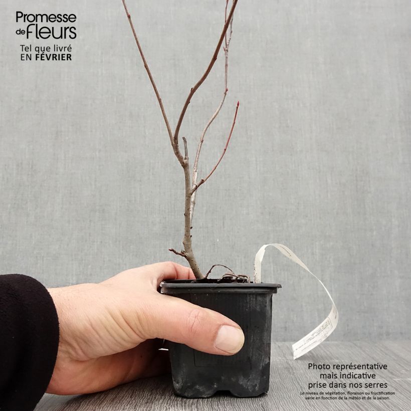 Example of Aronia prunifolia Viking - Appelbes Kweekpotje van 7/8 cm as you get in hiver