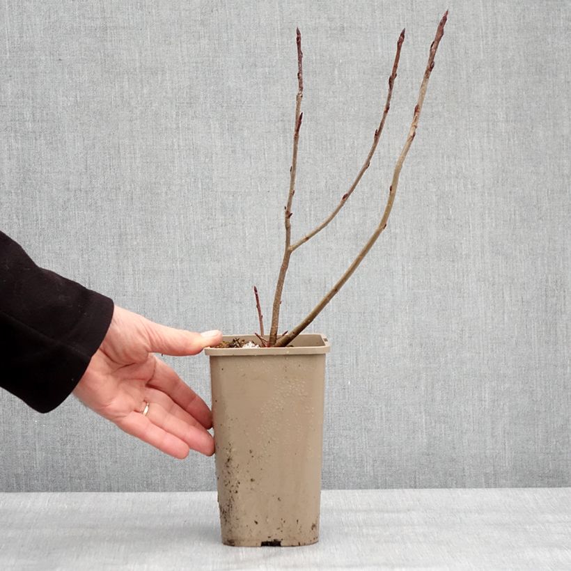 Exemplaar van Aronia x prunifolia Rubina - Aronie à feuille de prunier Pot van 1,5 l/2 l, Pol zoals geleverd in de winter