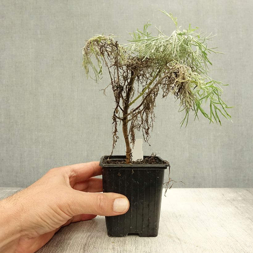 Exemplaar van Artemisia mauiensis Makana Silver - Armoise de Mauï Godet de 8/9 cm zoals geleverd in de herfst