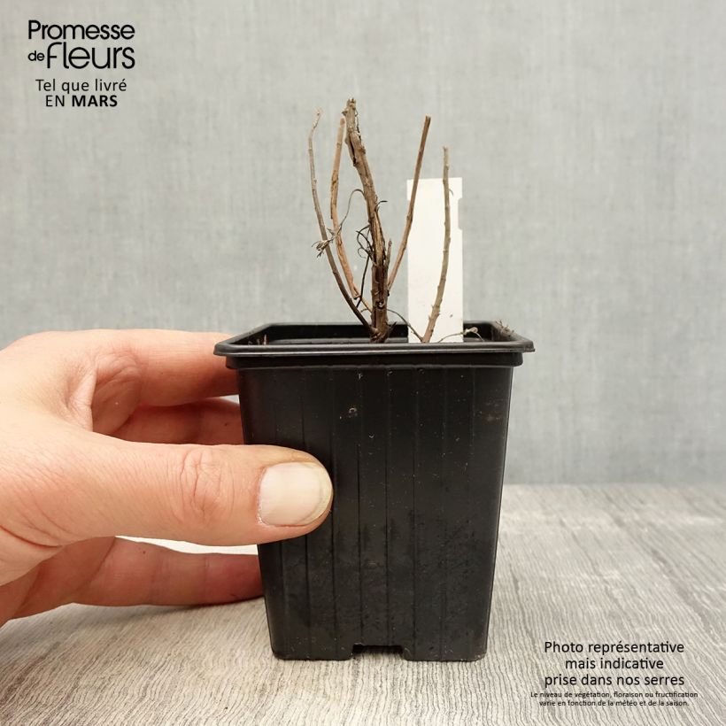 Exemplaar van Artemisia mauiensis Makana Silver - Armoise de Mauï Kweekpotje van 8/9 cm zoals geleverd in de lente